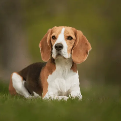 Which Dog Breed is this?