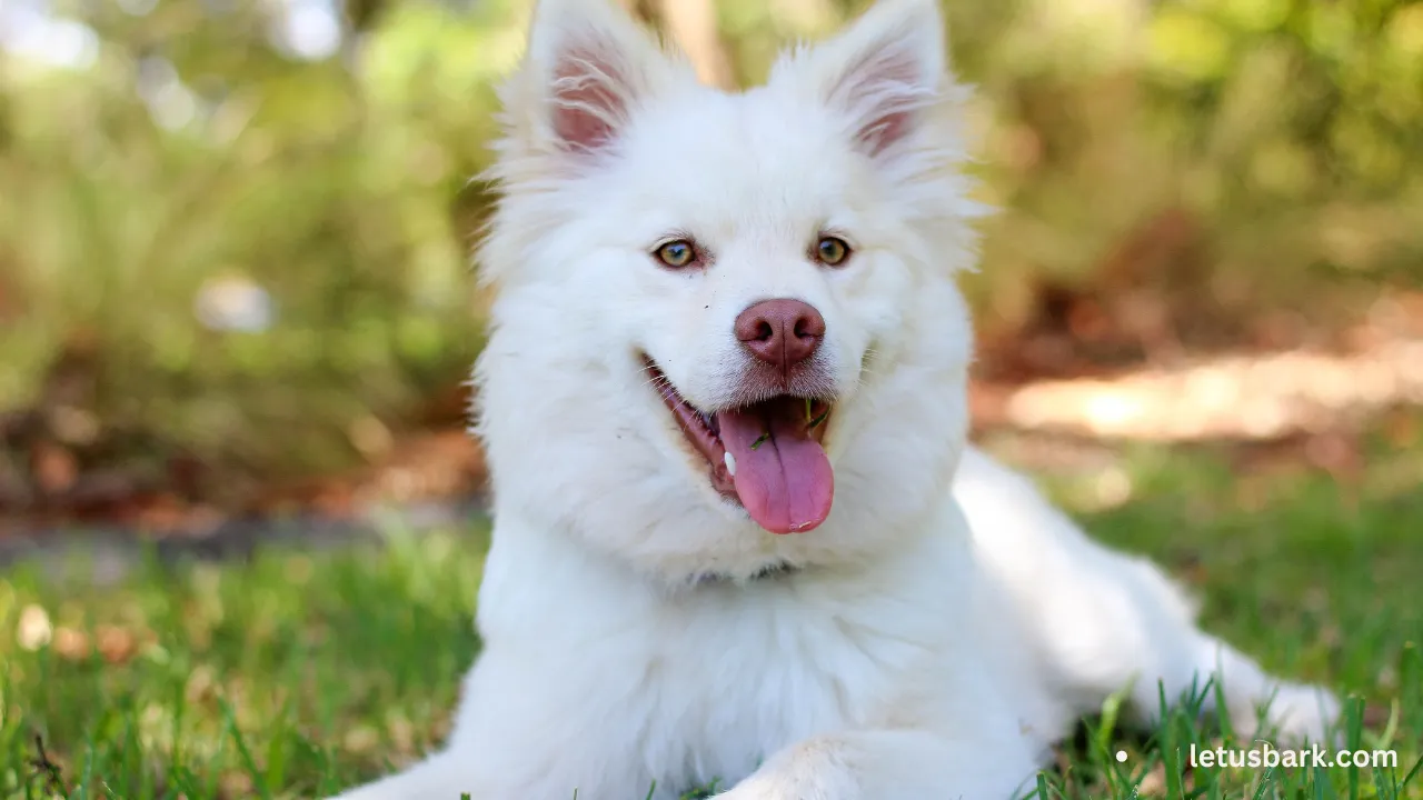 Are Blueberries Safe and Beneficial for Dogs to Eat