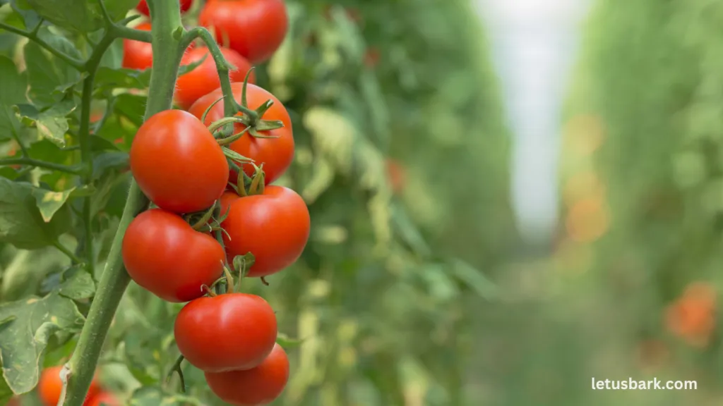 Can Dogs Safely Eat Tomatoes Important Facts for Pet Owners