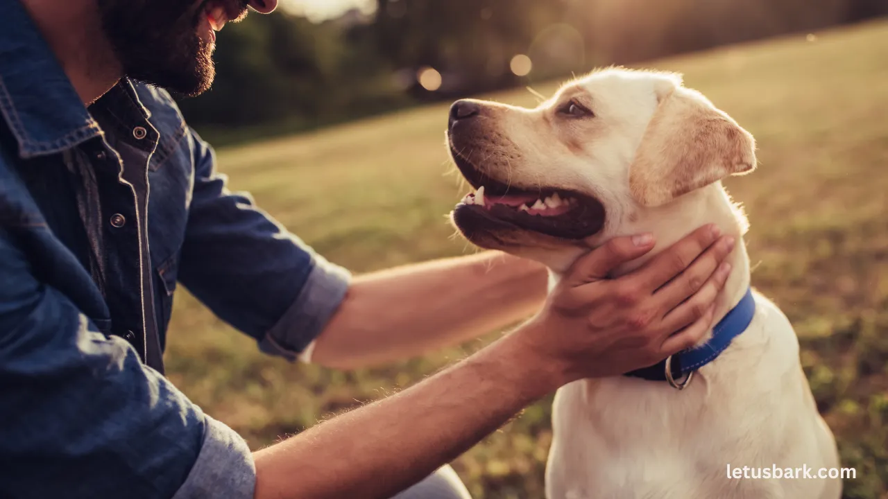 Can Dogs Safely Eat Tomatoes Important Facts for Pet Owners