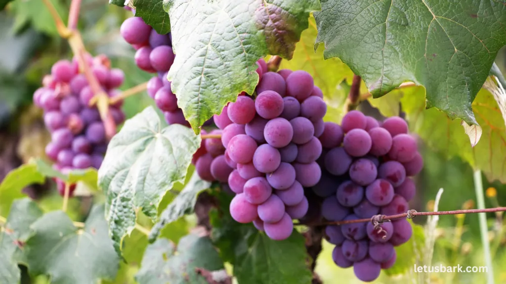 Dangers of Grape Poisoning in Dogs: Dogs Eat Grapes Safely