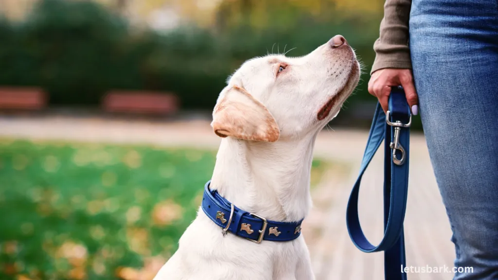 Debate Over Shock Collar: They Really Work for Dog Training?