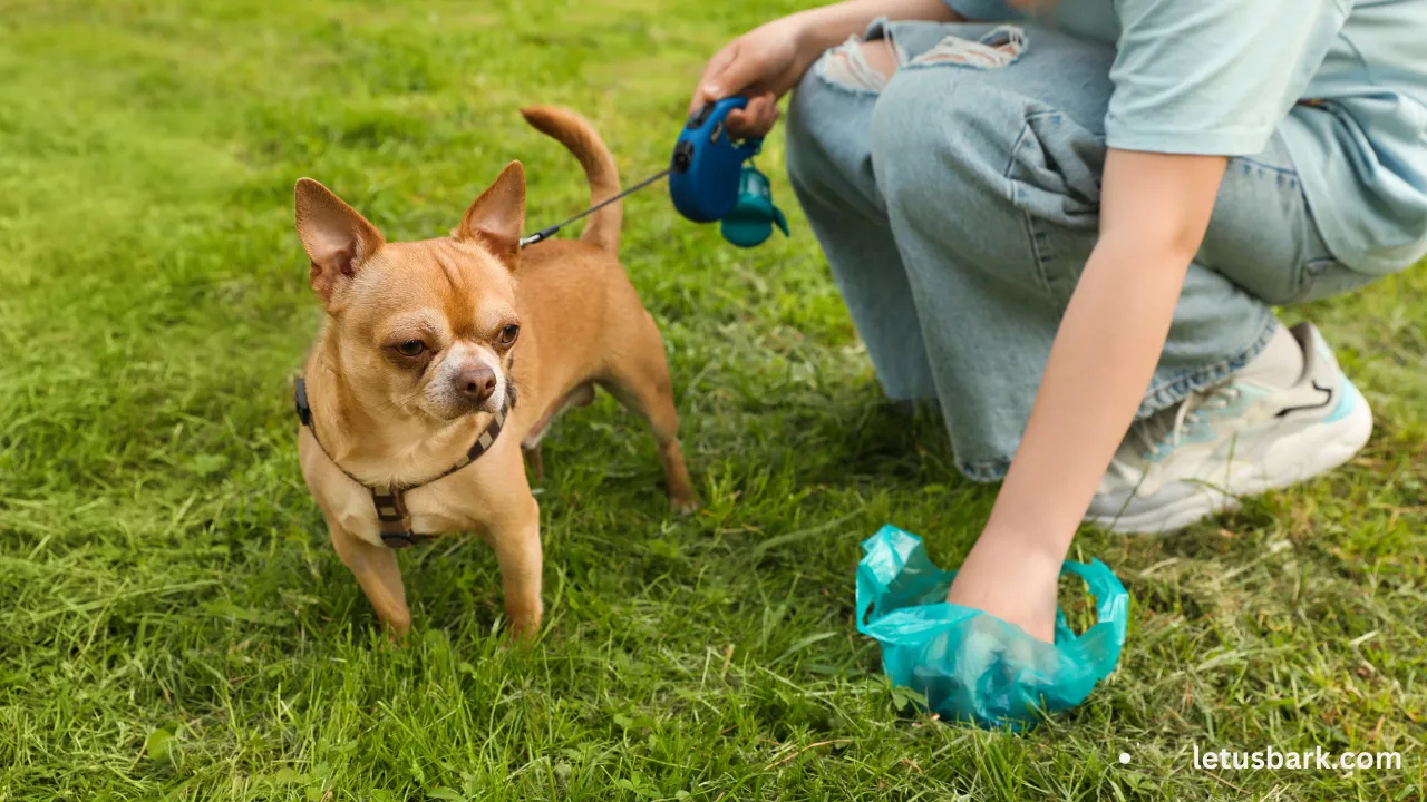 Does It Take for Dog Poop to Decompose on Your Lawn