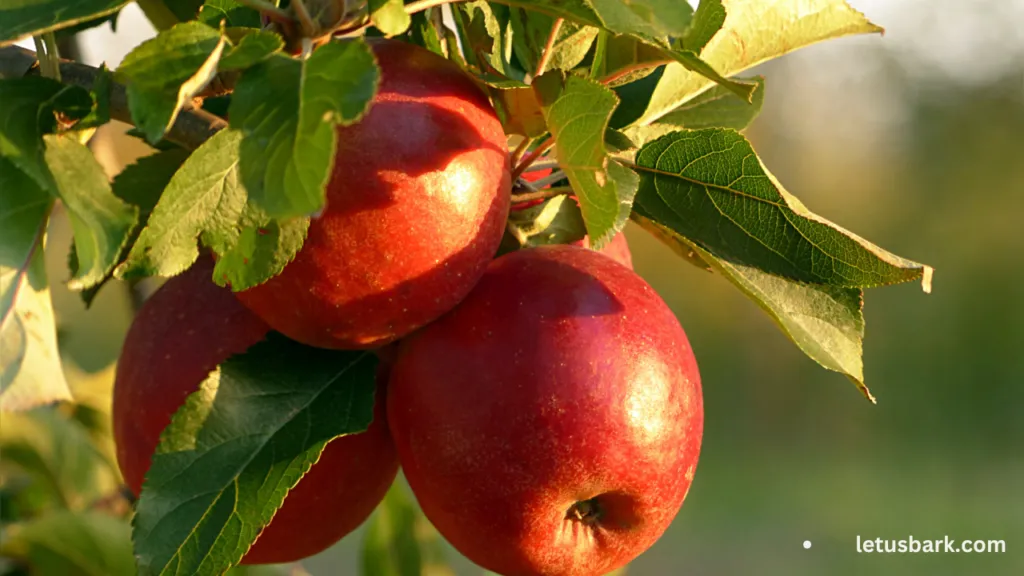 Dogs Eat Apples Benefits of Feeding Your Dog Apples Safely