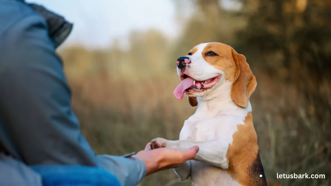 Dogs and Bananas What Canines Can or Can't Eat As Per Club