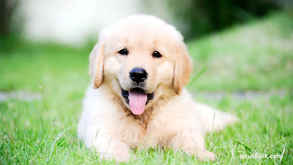 Guide to Puppy Potty Training: Dos, Don'ts, Tips & Challenges