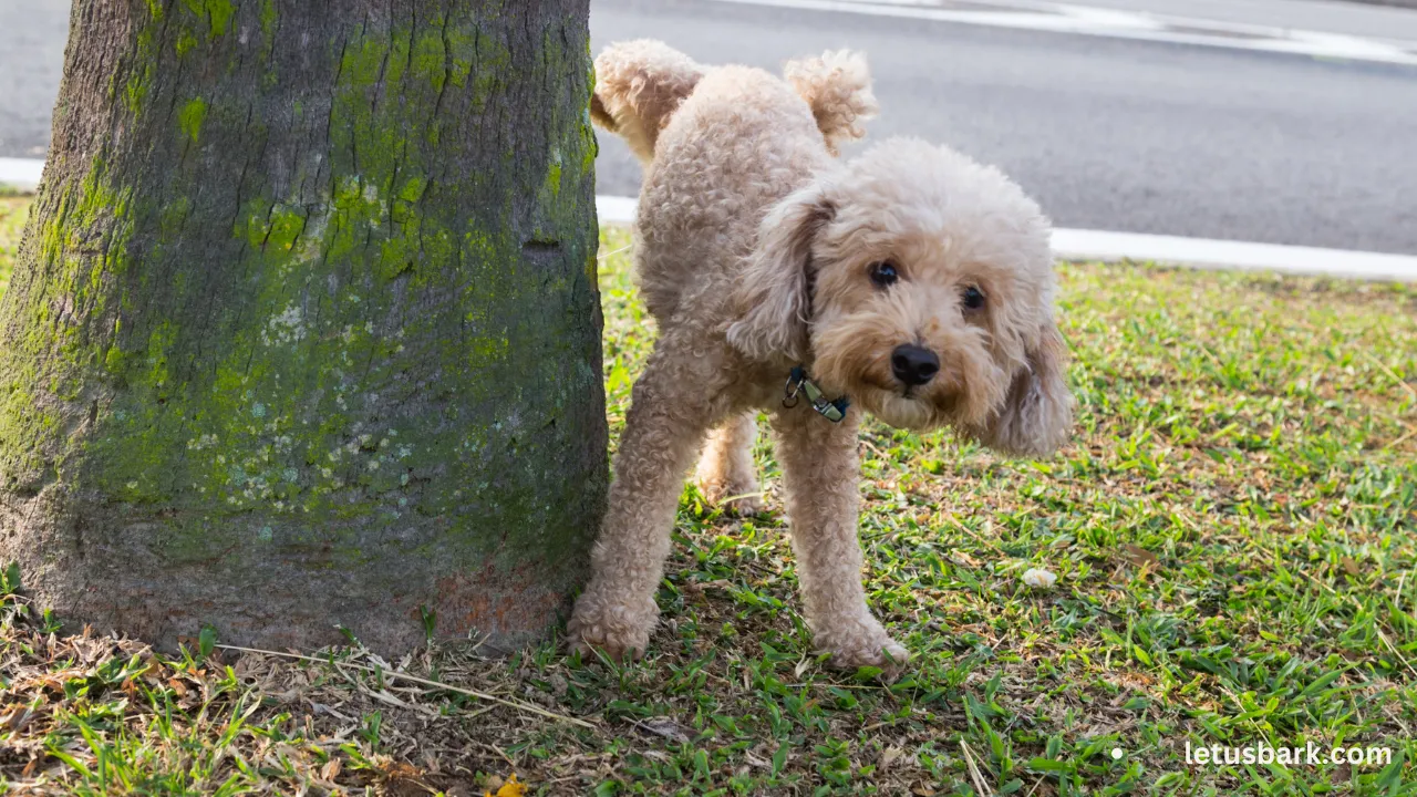 Stop Dog Urine from Killing Your Lawn with These 7 Tips
