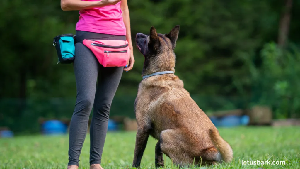 What is the Average Cost of Dog Training Find Out Here! 