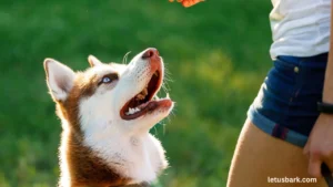 What is the Average Cost of Dog Training? Find Out Here!