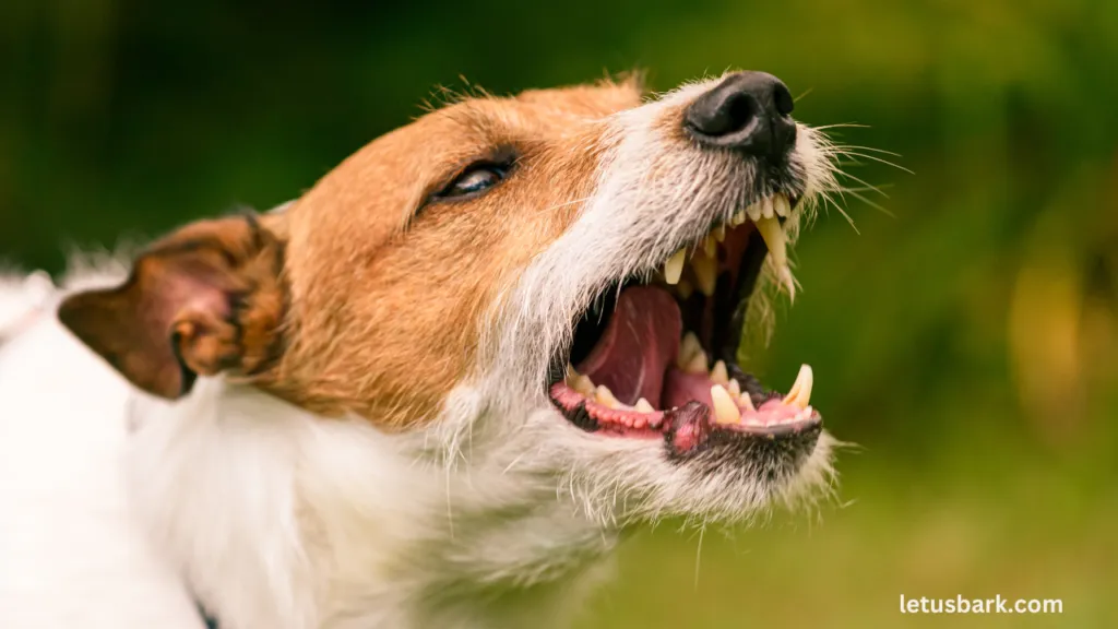 Mastering Canine Aggression: Insights from Elite Dog Trainers