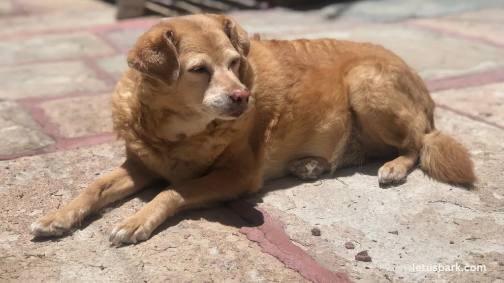 Effective Crate Training for Older Dogs with Separation Anxiety: Expert Tips