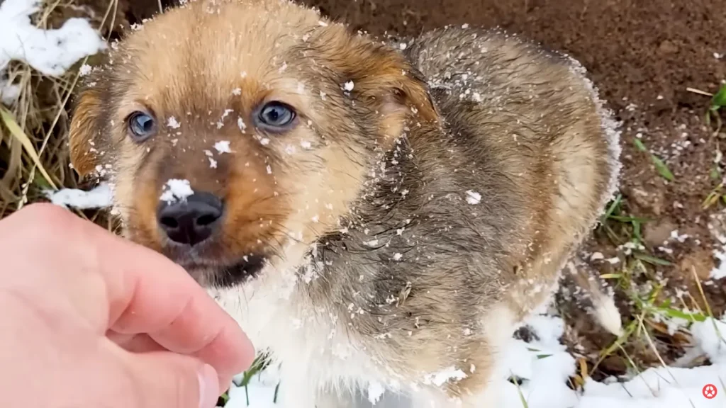 We Rescued A Puppy Shivering in the Cold, Looking For Food