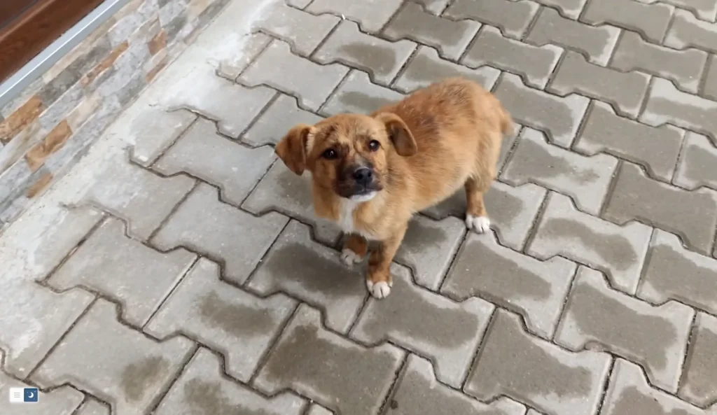 Dog Rescue: A Stray Puppy Followed Us Till Home!