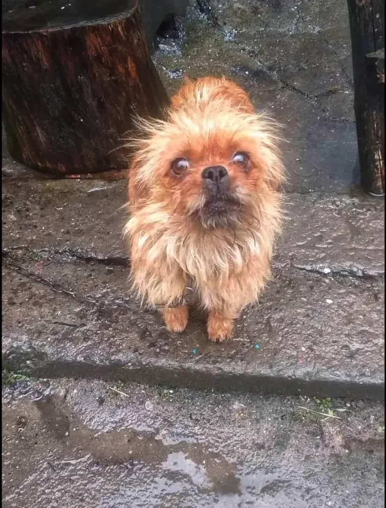 We Rescued a Dog and her Puppy Chained in an Abandoned House