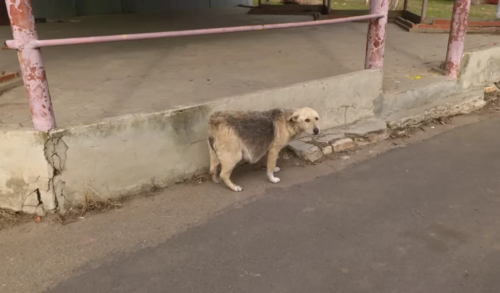 A Street Dog Grabbed my Hand, Asking For Help