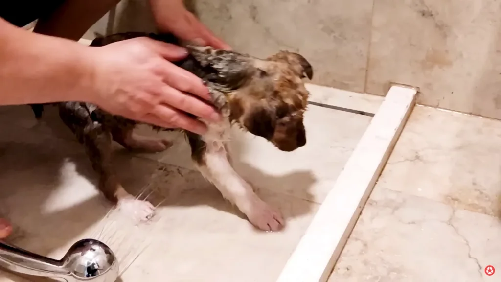 We Rescued A Puppy Shivering in the Cold, Looking For Food