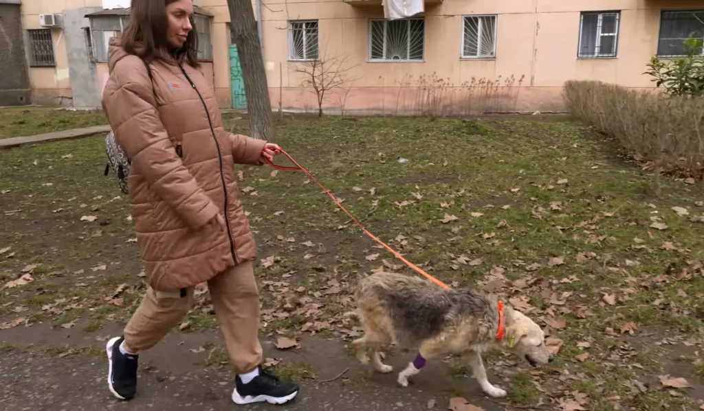 A Street Dog Grabbed my Hand, Asking For Help