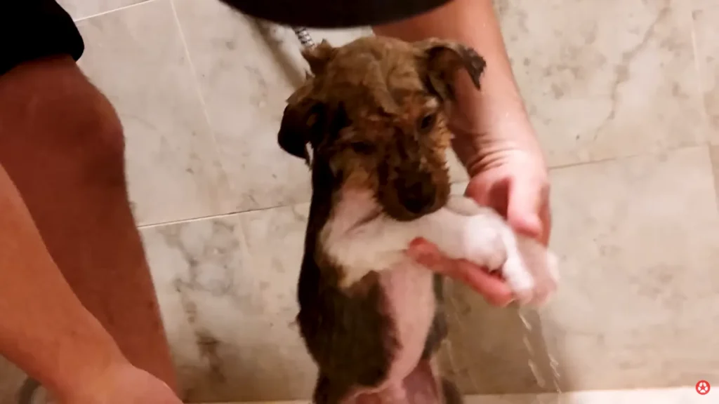 We Rescued A Puppy Shivering in the Cold, Looking For Food