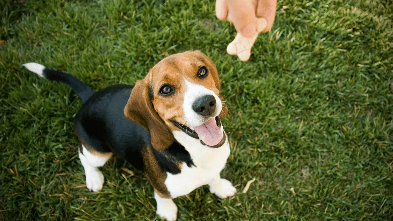 Dog Quiz 6 60 Dog Quiz 6