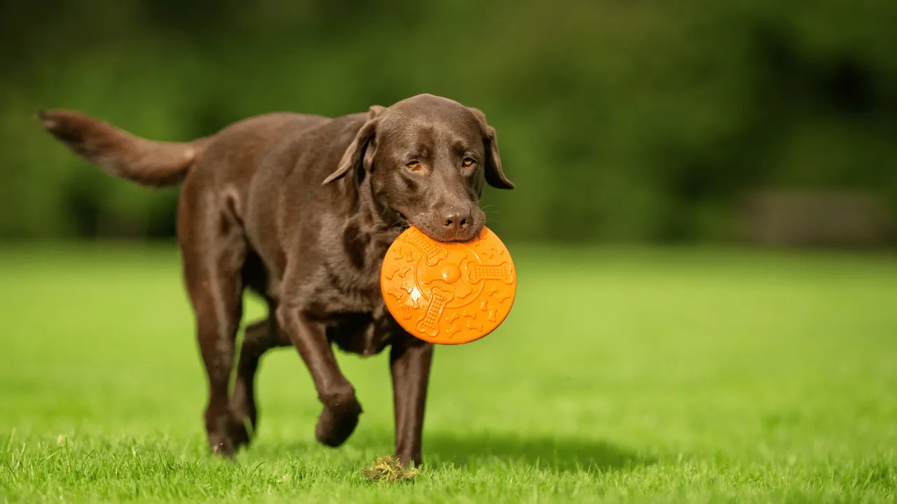 Dog Quiz 01 - Check Your Dog Knowledge