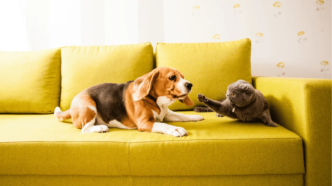 Dog Quiz 6 61 Dog Quiz 6