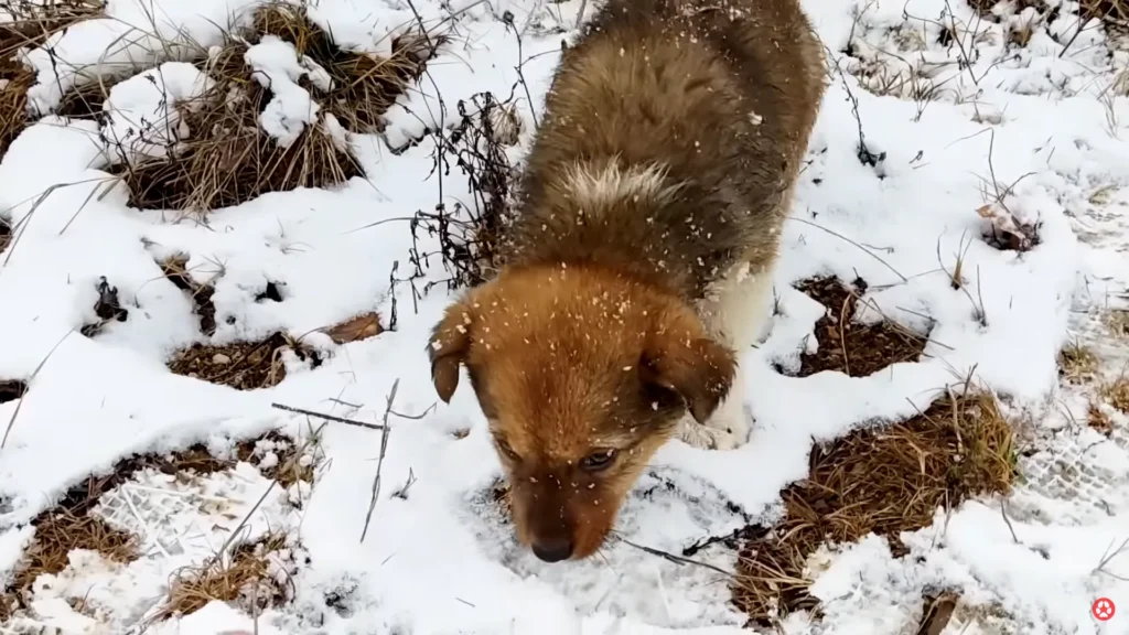 We Rescued A Puppy Shivering in the Cold, Looking For Food