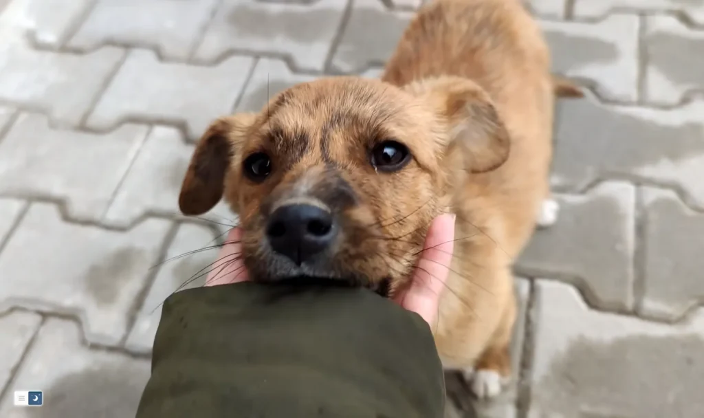 Dog Rescue: A Stray Puppy Followed Us Till Home!