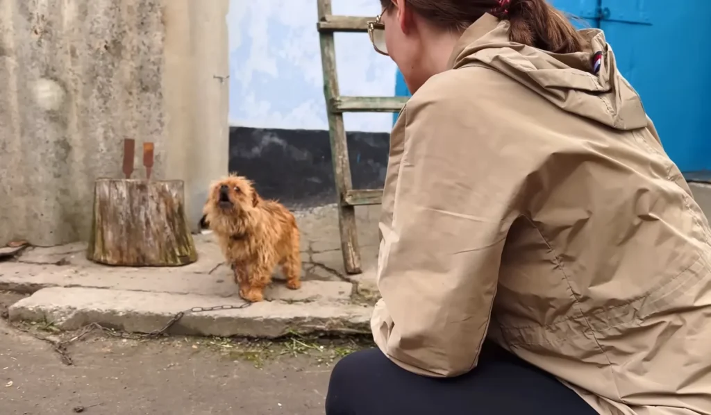 We Rescued a Dog and her Puppy Chained in an Abandoned House