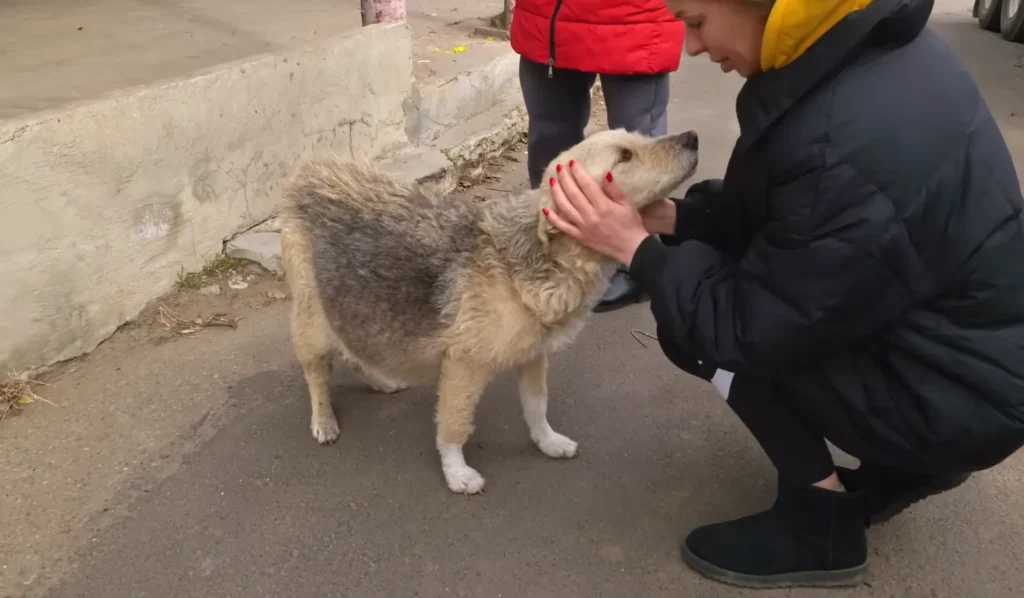 A Street Dog Grabbed my Hand, Asking For Help