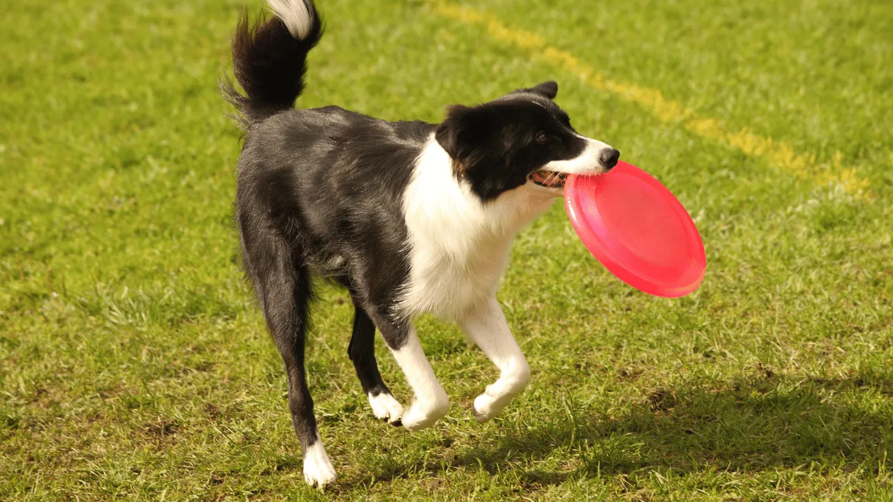 Dog Quiz 6 64 Dog Quiz 6