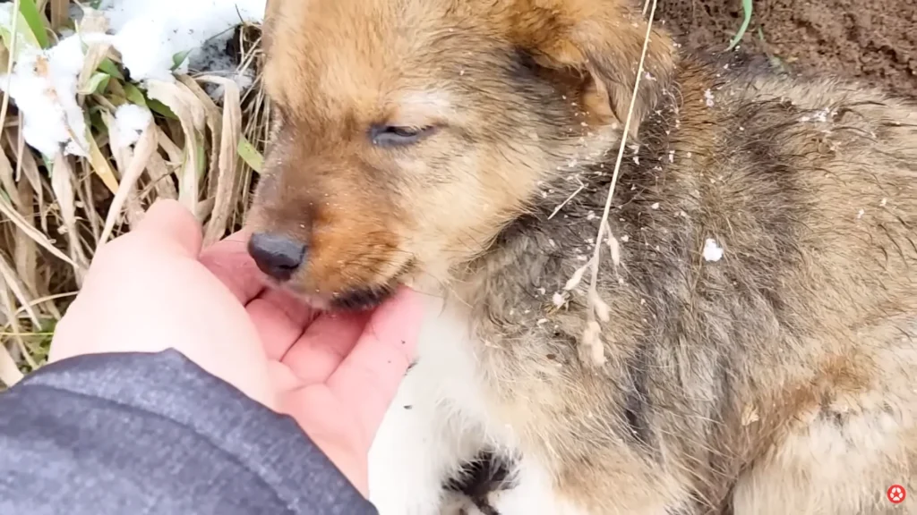 We Rescued A Puppy Shivering in the Cold, Looking For Food