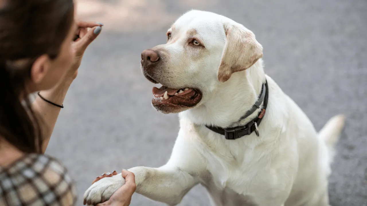 Dog Quiz 6 47 Dog Quiz 6
