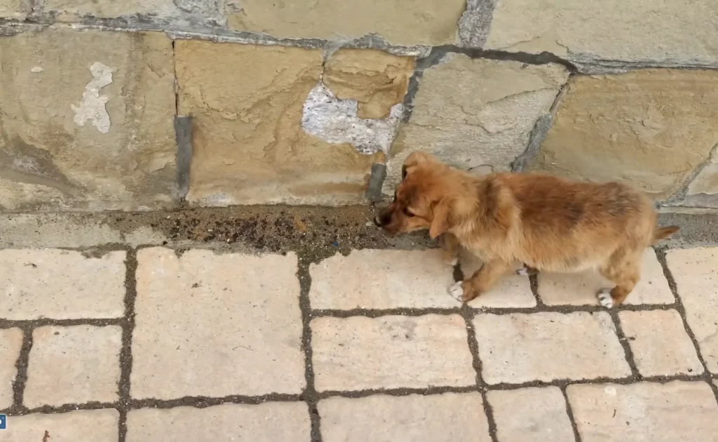 Dog Rescue: A Stray Puppy Followed Us Till Home!