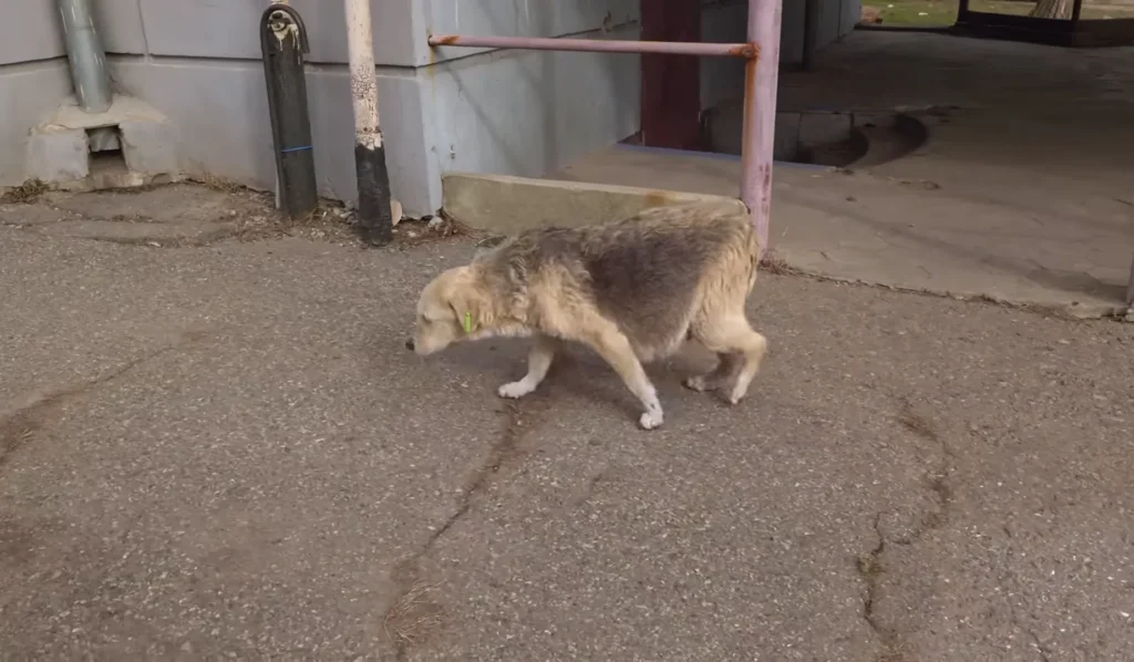 A Street Dog Grabbed my Hand, Asking For Help