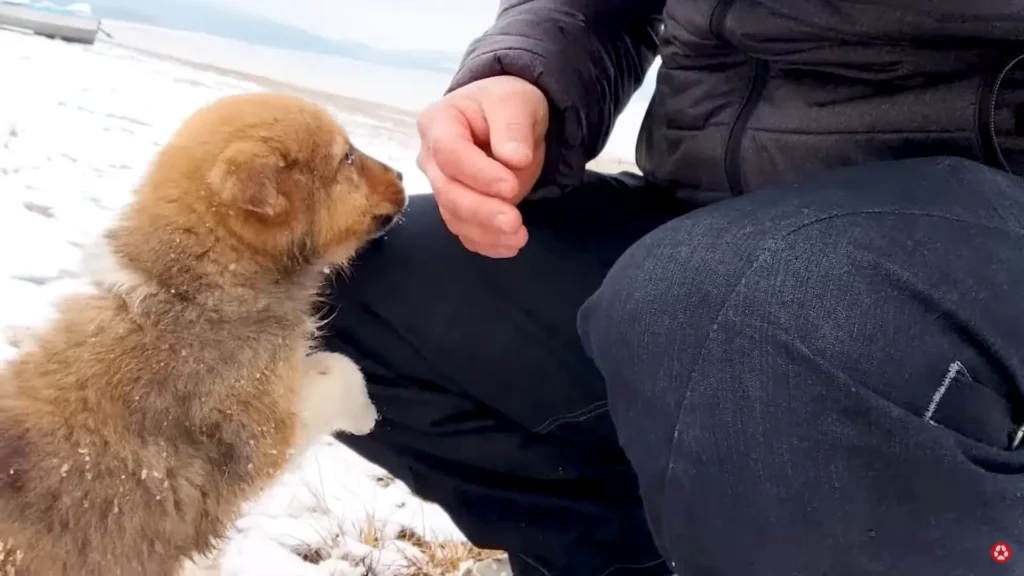 We Rescued A Puppy Shivering in the Cold, Looking For Food