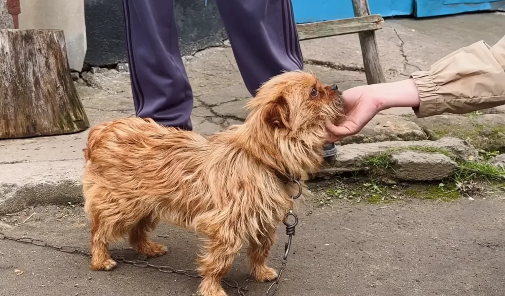 We Rescued a Dog and her Puppy Chained in an Abandoned House