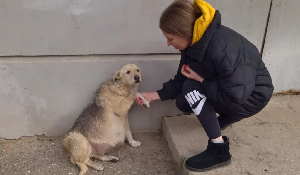 A Street Dog Grabbed my Hand, Asking For Help