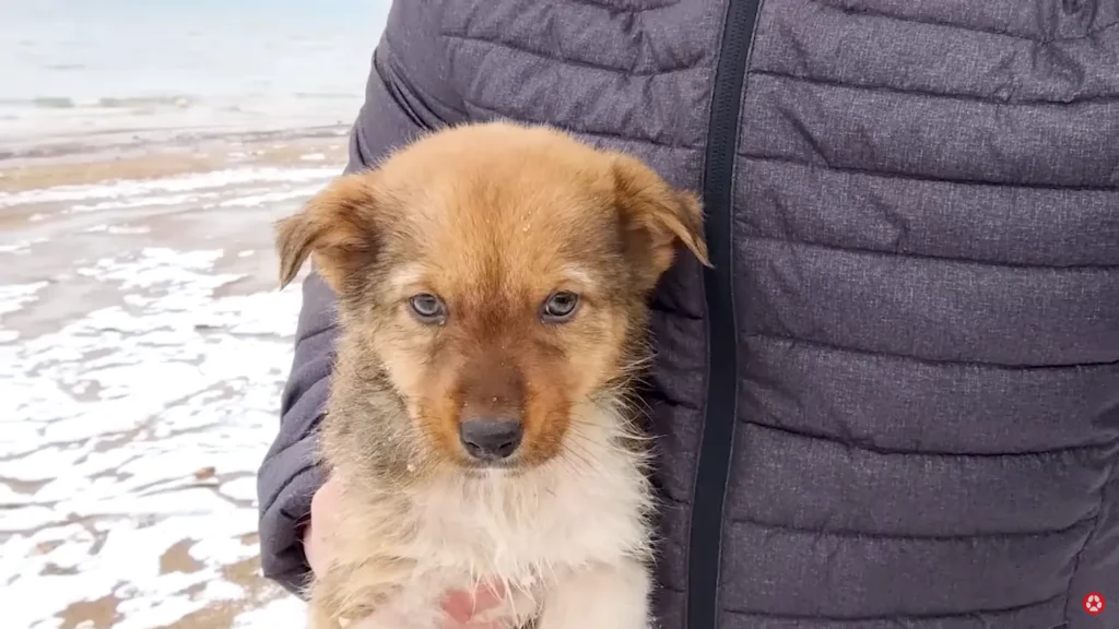 We Rescued A Puppy Shivering in the Cold, Looking For Food