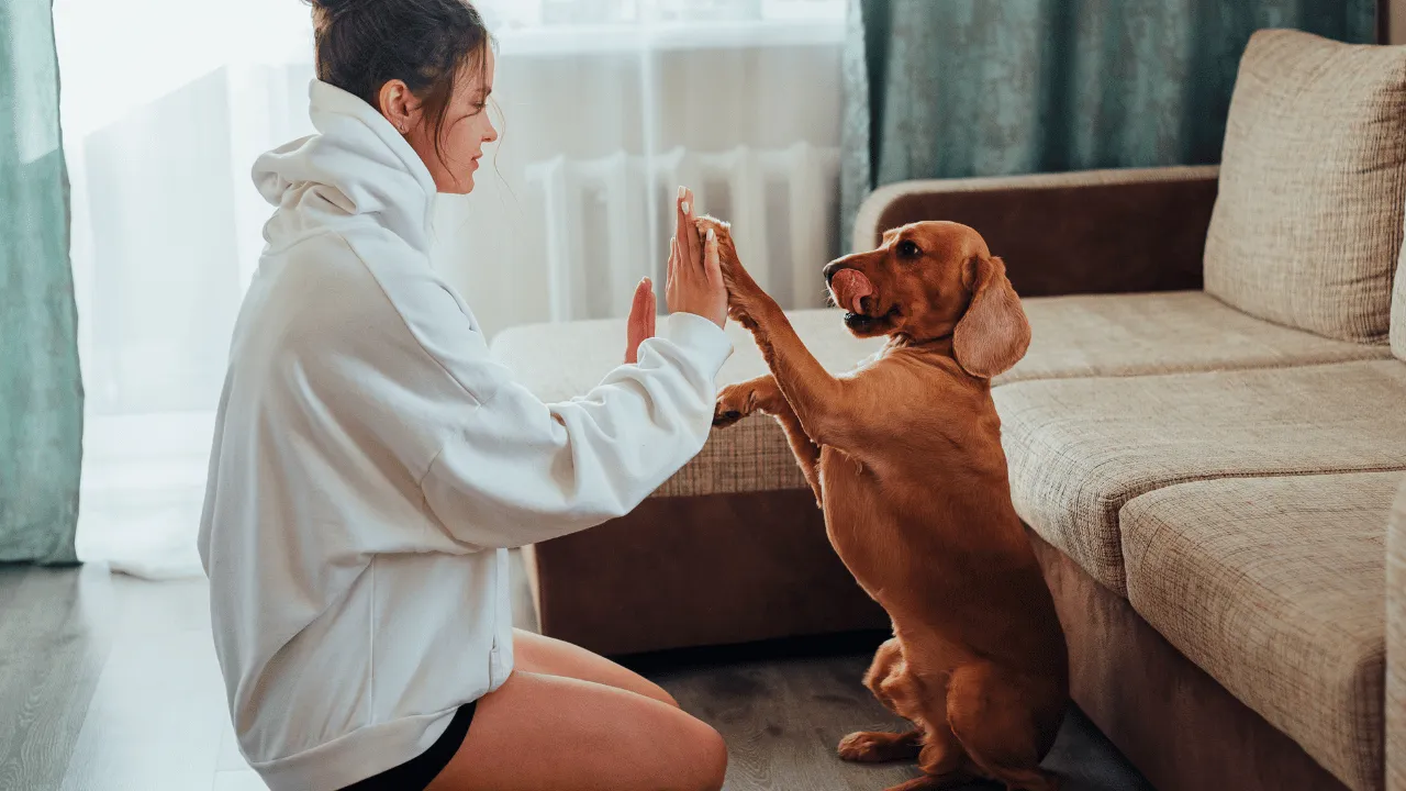 Dog Quiz 6 49 Dog Quiz 6