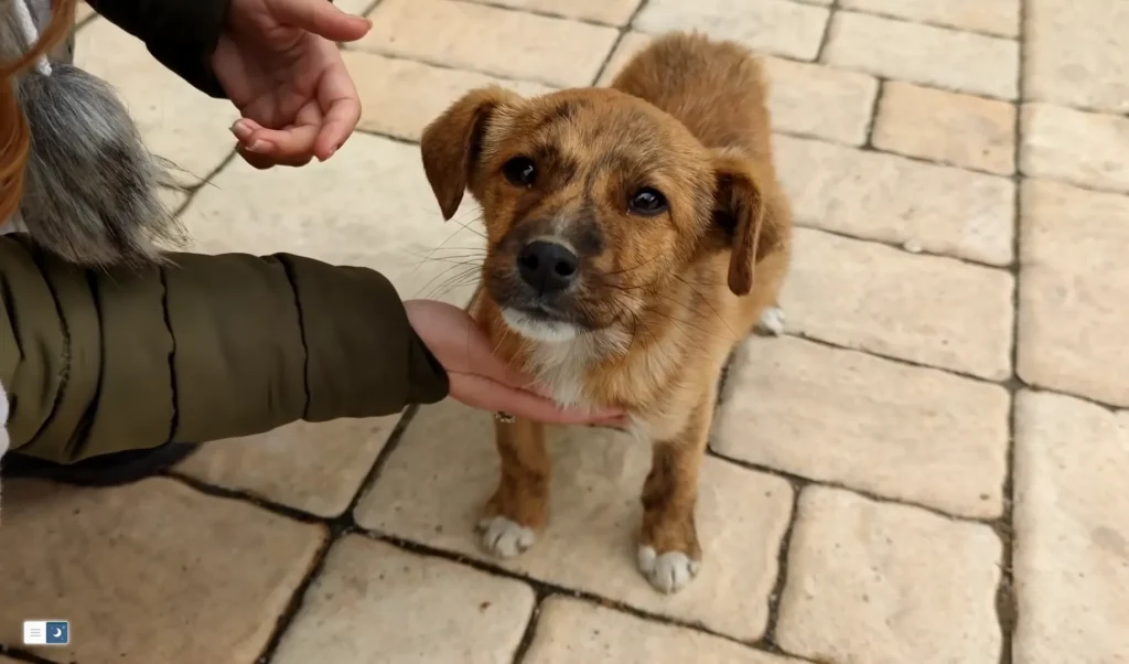 Dog Rescue: A Stray Puppy Followed Us Till Home!