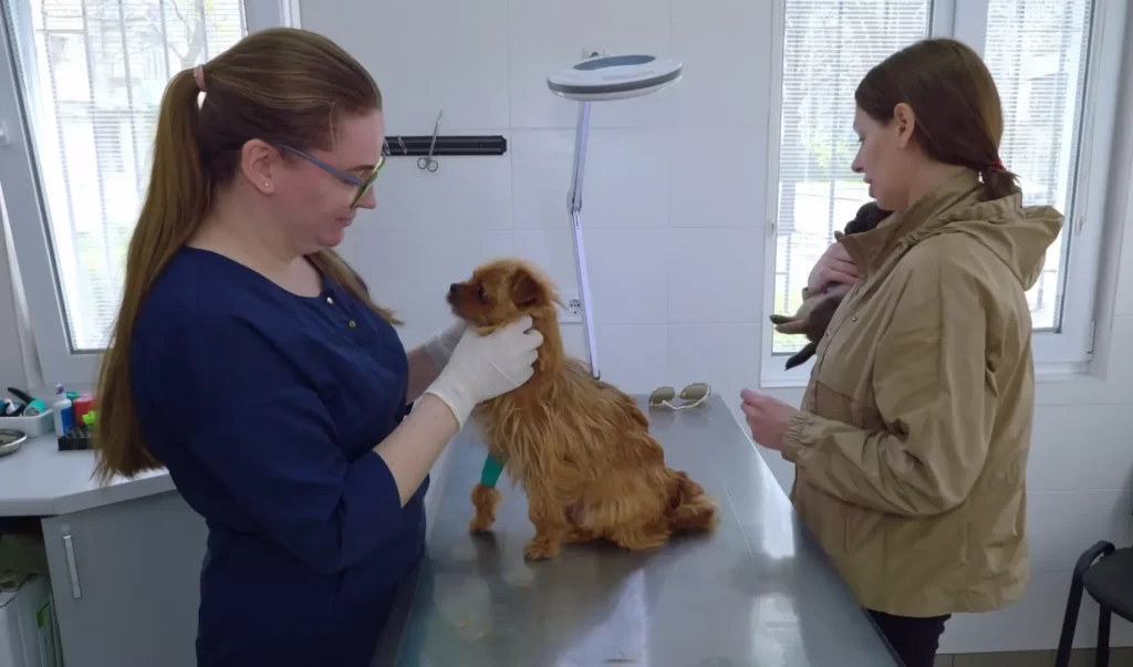 We Rescued a Dog and her Puppy Chained in an Abandoned House