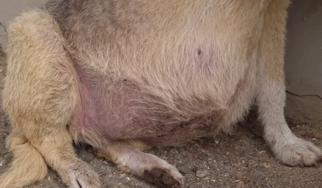 A Street Dog Grabbed my Hand, Asking For Help