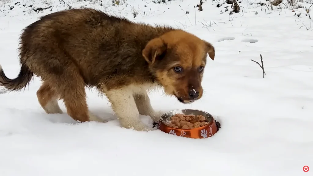 We Rescued A Puppy Shivering in the Cold, Looking For Food