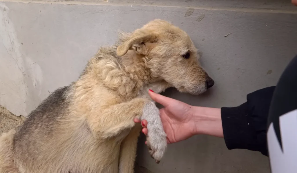 A Street Dog Grabbed my Hand, Asking For Help