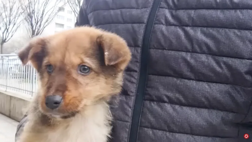 We Rescued A Puppy Shivering in the Cold, Looking For Food