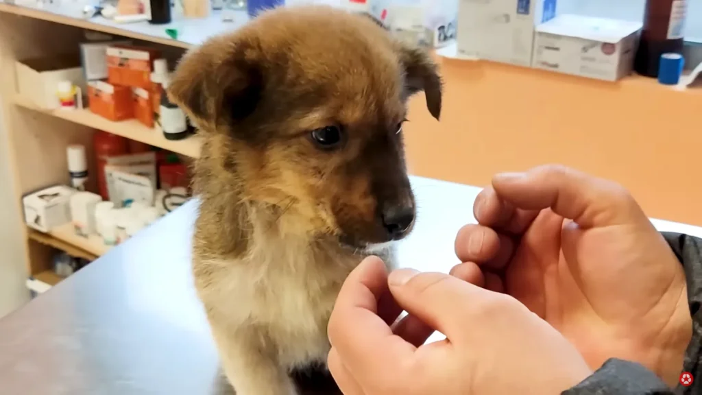 We Rescued A Puppy Shivering in the Cold, Looking For Food