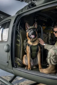 50+ Heart-Touching Military Dog Images