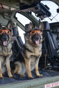 50+ Heart-Touching Military Dog Images