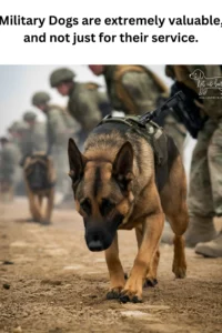 50+ Heart-Touching Military Dog Images