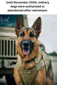 50+ Heart-Touching Military Dog Images